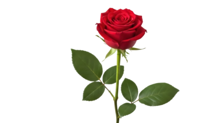 Beautiful red rose isolated PNG on transparent background, romantic flower for Valentine s Day and love themes, floral design element