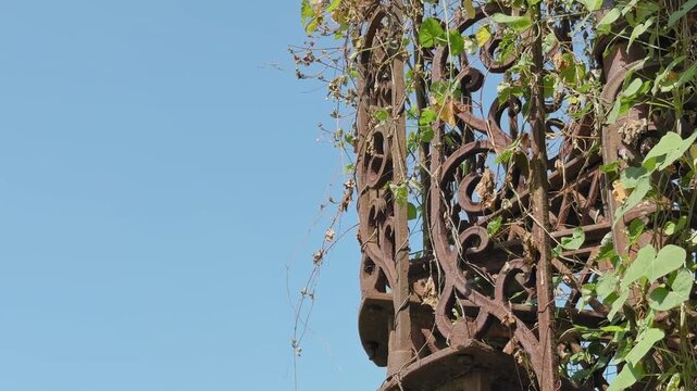 Static view of an ornate rusted iron railing with intricate scrollwork, partially covered by green climbing vines, set against clear blue sky in warm daylight.