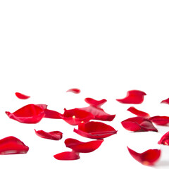 Fototapeta premium Falling red rose petals isolated on transparent background