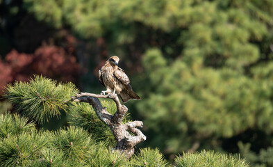 松の木に止まるトビ