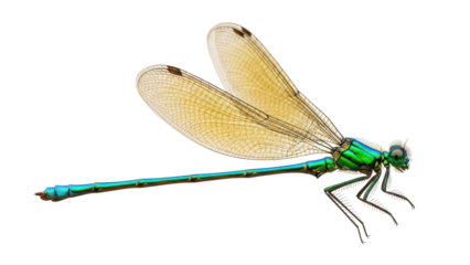 Vibrant turquoise damselfly PNG isolated on transparent backdrop, detailed insect with delicate wings for nature designs