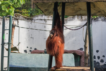 The Bornean orangutan (Pongo pygmaeus) is an orangutan species endemic to the island of Borneo. © edywaluyo