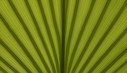 Obraz premium Macro close-up of green palm frond showcasing parallel linear ridges and fine texture details in olive green tones. Banner template for modern botanical design concepts.