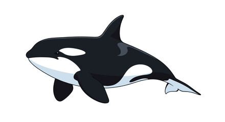 Fototapeta premium Simple and clean cartoon illustration of a majestic orca, or killer whale, swimming on a transparent background.