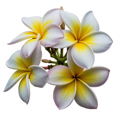 Naklejka premium White and Yellow Plumeria Flowers Isolated on Black Background