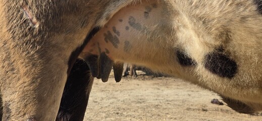 Cow udder with tits partially visible with a close up view of its skin texture and surrounding environment elements © khalil