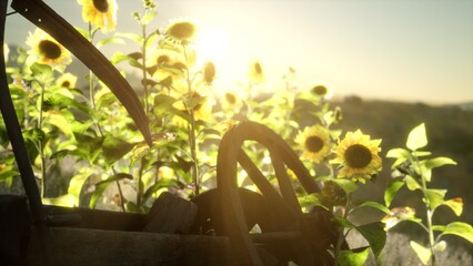 Golden sunlight bathes a vibrant field of sunflowers, showcasing natures beauty. A weathered wheel complements the blooms, hinting at a time of harvest.