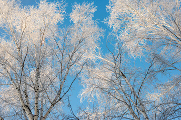 Frosty Birch Tree Against Blue Sky