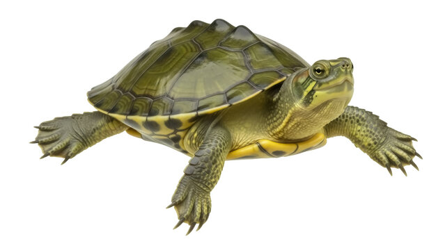 Diamondback terrapin PNG isolated on transparent background, aquatic turtle with patterned shell for wildlife and conservation projects
