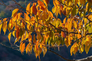 Herbst in Kyoto © Stephan Sühling