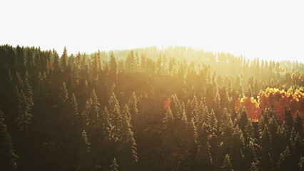 Golden rays of sunlight illuminate a peaceful forest, creating a warm glow. Tall evergreen trees stretch towards the sky, while autumn hues peek through the greenery, enhancing the serene landscape.