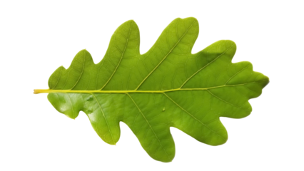 Green oak leaf isolated PNG on transparent background, vibrant foliage with detailed veins for nature-themed designs