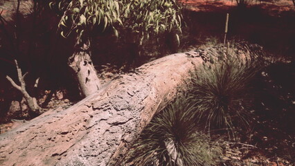 A fallen tree rests among lush grass as sunlight filters through green leaves. This serene scene captures the beauty of nature, showcasing the intricate details of the bark and surrounding flora.