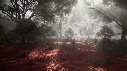 Soft morning light breaks through the trees in an enchanting Australian landscape. Mist hangs in the air, creating a serene atmosphere filled with muted colors and gentle shadows.