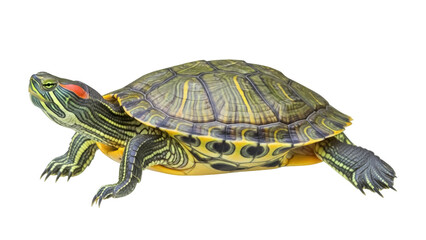 Fototapeta premium Red-eared slider turtle PNG isolated on transparent background, aquatic reptile with distinctive red stripe for pet and wildlife concepts