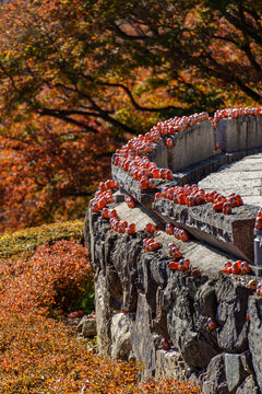 Herbstzeit in er N&auml;he von Kyoto