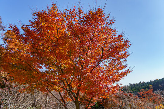 Herbstzeit in er N&auml;he von Kyoto