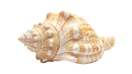 Elegant conch shell PNG isolated on transparent background, beige and brown sea snail for nautical decor and summer designs © Cristian