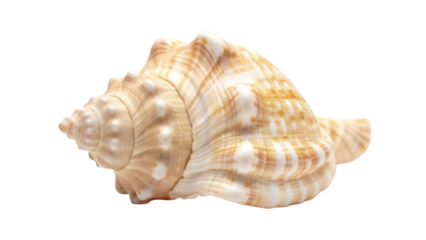 Elegant conch shell PNG isolated on transparent background, beige and brown sea snail for nautical decor and summer designs