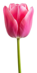 Captivating pink tulip nature floral minimalist style isolated on transparent background