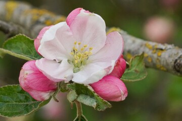 Obraz premium Close-up of an apple blossom, revealing soft pink petals, yellow stamens, and fresh green leaves, a symbol of spring renewal.