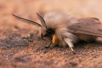 Closeup on a European muslin moth, Diaphora mendica on wood in the garden © Henk