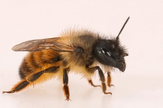 Detailed closeup on a female red mason bee , Osmia rufa on a white background