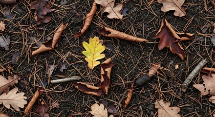 Overhead view of a forest floor covered in dry, fallen oak leaves and pine needles, with a single yellow leaf.