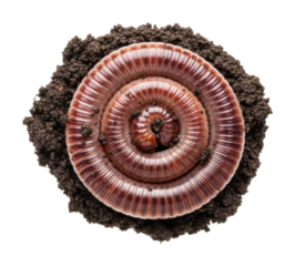 Earthworm habitat in soil natural environment isolated on transparent background