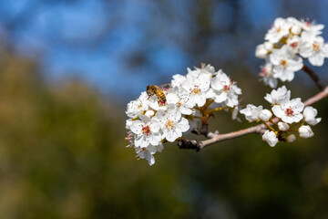 bee macro cherry blossom © IgalFei
