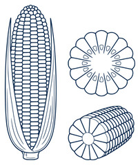 Of a whole corn cob and corn slices maize grain