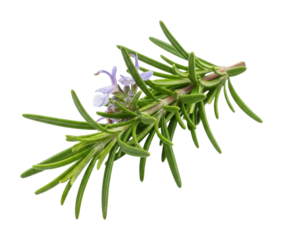 Rosemary herb fresh stem with flowers nature greenery isolated on transparent background