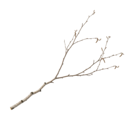 Twig collection amidst nature natural environment isolated on transparent background