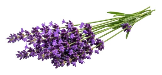 Fototapeta premium Harvesting lavender blooms nature garden floral arrangement isolated on transparent background