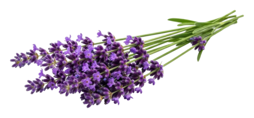 Harvesting lavender blooms nature garden floral arrangement isolated on transparent background
