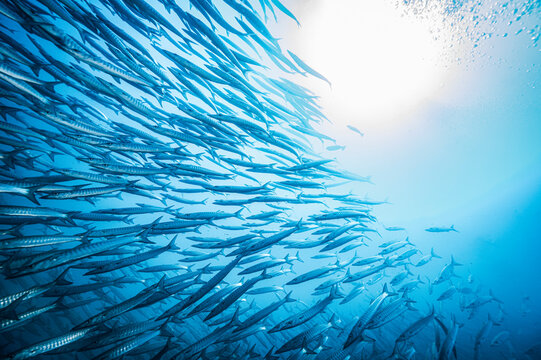 a school of barracuda close to the island of Koh Chang