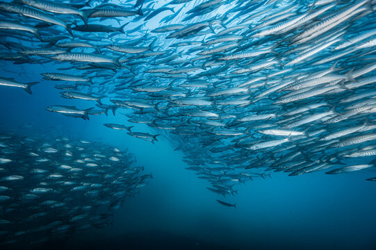 a school of barracuda close to the island of Koh Chang