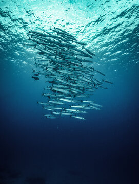 a school of barracuda close the Similan islands