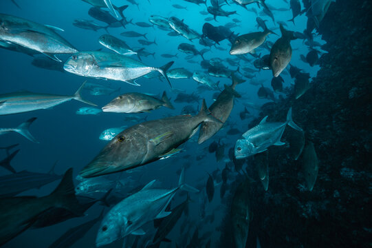 a shoal of giant trevally close the Similan islands