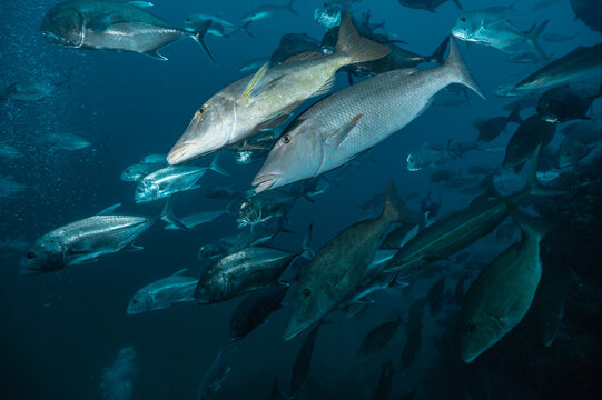 a shoal of giant trevally close the Similan islands