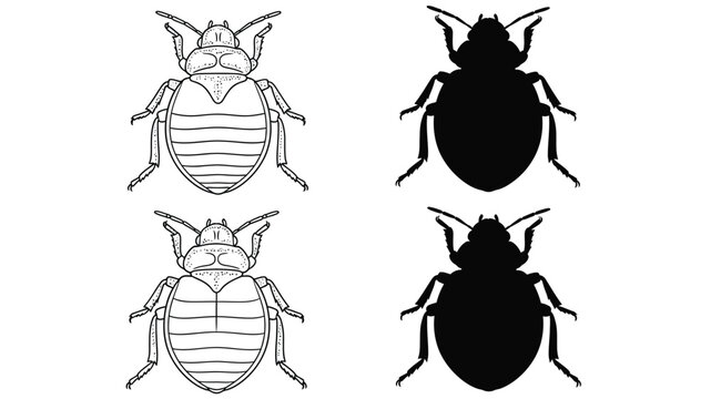 Detailed illustrations of bed bugs in various orientations and shading