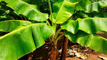 Banana Leaf Natural Landscape Photography