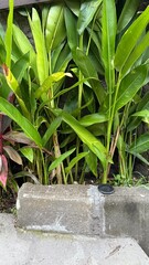 Small Black Plastic Cap Discarded on Concrete with Tropical Foliage