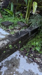 Small Metal Object on Concrete Ledge with Overgrown Greenery