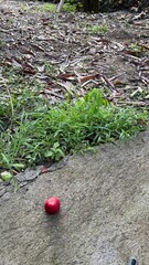 Red Apple Resting on Cracked Concrete Path with Green Grass