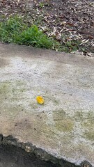 Single Yellow Leaf on Mossy Concrete Ground