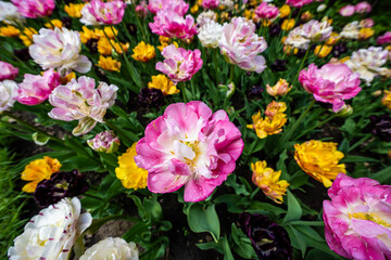 Fototapeta premium Colorful double tulip flowers in a garden
