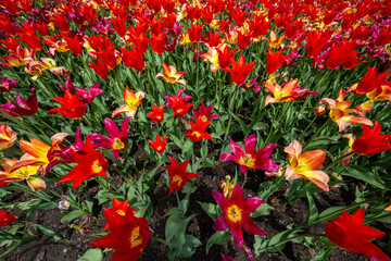 Obraz premium Field of colorful tulips in bloom