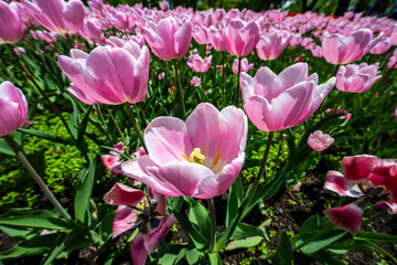 Pink tulip field in full bloom