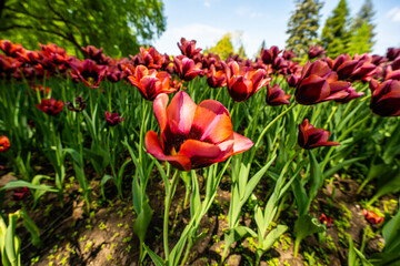Red and orange tulips blooming in a garden bed